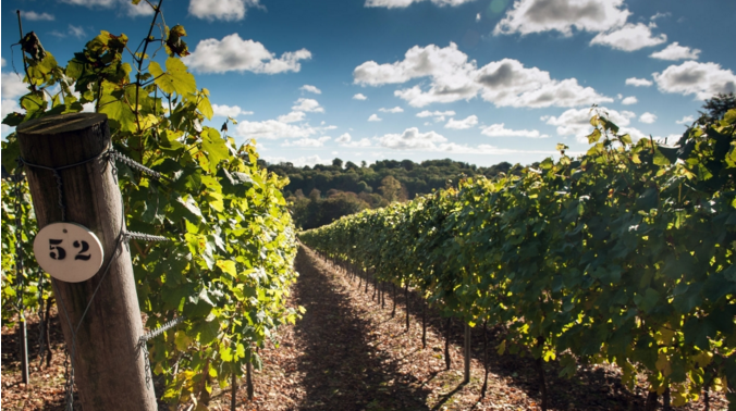 England’s oldest winery Hambledon Vineyard.