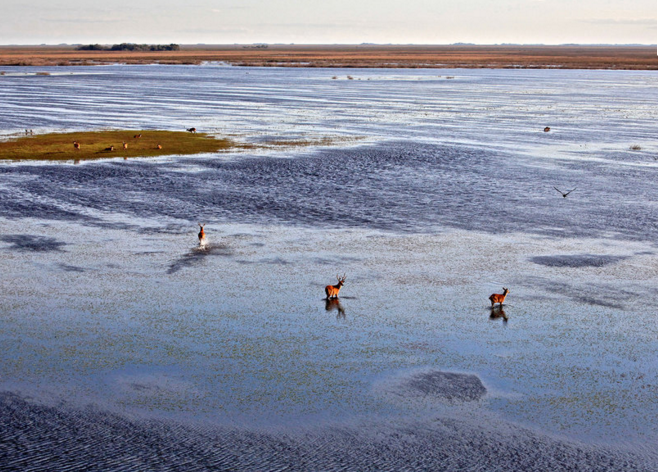 Iberá Wetlands, Argentina. 